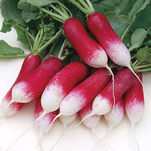 Radish Half Red Imported Vegetable Seeds